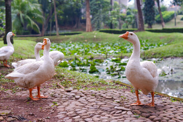 group of geese in the park
