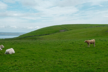 Fototapeta premium cows grazing the pasture