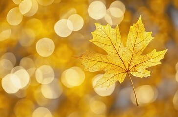 Fototapeta premium A yellow maple leaf on an autumn background with bokeh lights. 