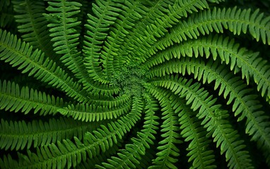 Abstract Nature Background with Green Fern Leaves in Spiraling Pattern