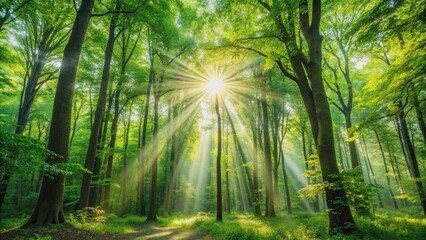 Obraz premium Sunlight streaming through the lush green trees in a beautiful forest setting, forest, landscape, sunlight, trees