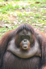 Naklejka premium Portrait of a grown female orangutan
