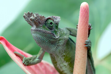 Chameleon Fischer walking on leaves