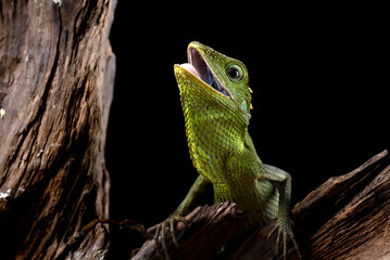 Maned forest lizard in black background	