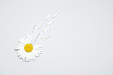 Composition with fresh chamomile flower and petals on light background