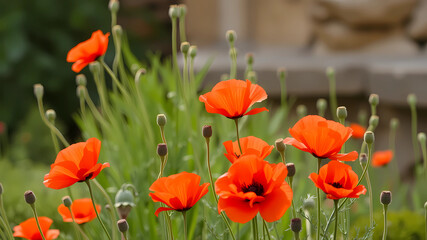 Fototapeta premium Palestinian poppies