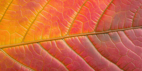 Obraz premium Detailed close up showing the veins of an autumn leaf