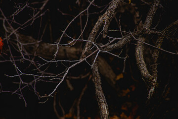 branches