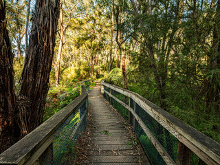 Slightly Zig Zag Duckboard Walk In The Bush