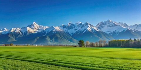 Fototapeta premium Lush green agricultural field with snow-capped mountains under clear blue sky, agriculture, farming, field, landscape, mountains, snow