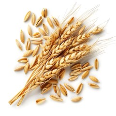 Barley wheat oats seed on white background