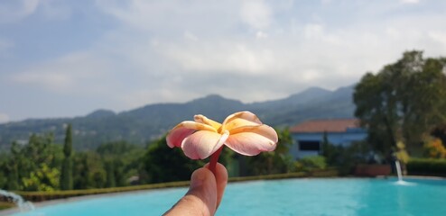 A pink petal and yellow gradation in the middle against the background of mountains
