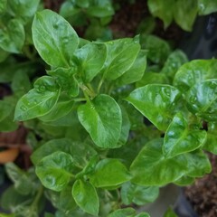 Vegetable plant called brazilian spinach with fresh leaves and color and organic ingredient | gardening natural photos