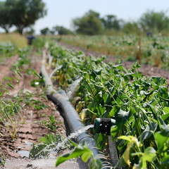 Agricultural irrigation system for watering cabbage field,
A sunlit vegetable field in a rural area Irrigation systems and sprinklers

