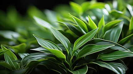 close up of green leaves