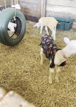 Cute lambs wearing clothes