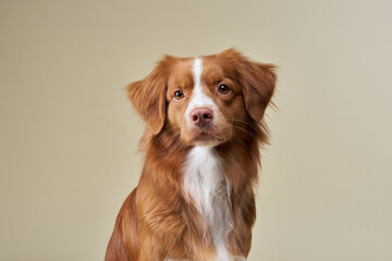 A red-haired dog with a soulful expression poses gracefully, its fur softly illuminated against a gentle background. The focused gaze and perked ears convey a keen alertness and curiosity.