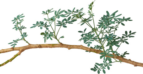 part of common rue plant isolated white background, branch of ruta, herb of grace or garden rue shrub, aromatic medicinal herbal foliage, also used in religious rituals © Shamil