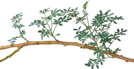 part of common rue plant isolated white background, branch of ruta, herb of grace or garden rue shrub, aromatic medicinal herbal foliage, also used in religious rituals
