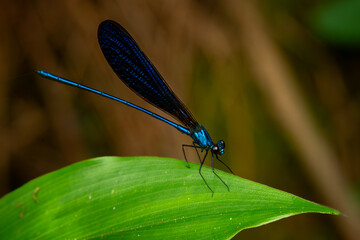 Nila flashwing (Vestalis luctuosa), beautiful green metallic damselfly perches on a green leaf, natural bokeh background	