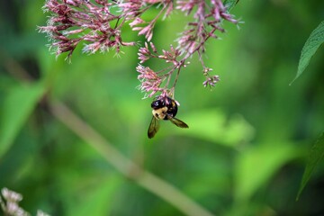 bee on a flower