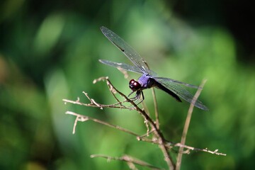 dragonfly on a leaf