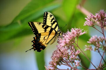 butterfly on flower