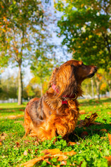 Dachshund looking aside, beautiful dog standing in autumn park in golden leaves and green grass sunny day. Bright vertical portrait of animal