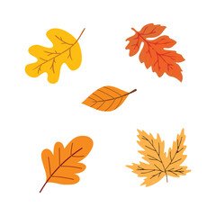 Fall/Autumn leaves vector. autumn leaf set. Vector illustration.