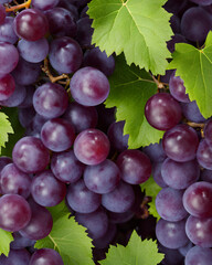 Fototapeta premium dark grape clusters, purple grape bunches, ripe dark grapes, clusters of purple grapes, fresh dark purple grapes, juicy grape clusters, purple fruit bunch, healthy grape clusters, dark grape detail, 