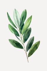 Watercolor botanical green leaf illustration