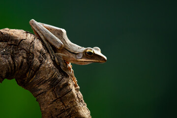 Common tree frog (polypedates leucomystax) basking on tree branch, natural bokeh background