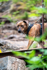 dog walking in the forest in andalsnes norway