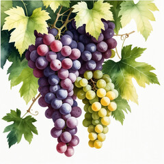 Fototapeta premium illustration of a grapevine from a mid-distance view. Show the vine’s sprawling branches draped with lush green leaves and clusters of ripe, purple or green grapes