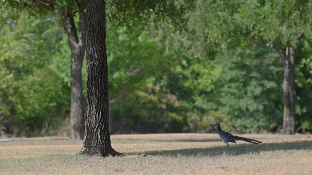 Roadrunner getting ready to feed its baby!