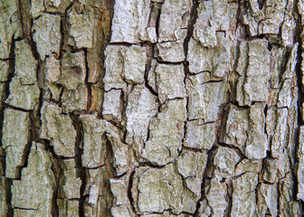 Close-up of the bark of an old pear. The texture of the bark of a pear tree.