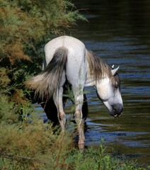 Wild Horse by the River 