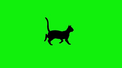 Animated side view of isolated cute happy black cat running on green screen background. Concept of animal, nature, halloween, and cartoon.