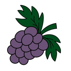 vector illustration of grapes
