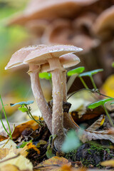 Three mushrooms (Lepiota?) growing together in an autumn forest with green and withered leaves