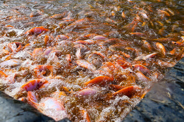 A vibrant close-up of red Nile tilapia (Oreochromis niloticus) swimming in a densely populated pond. The lively movement and splashing water create a dynamic scene perfect for themes of aquaculture an