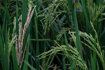 A detailed view of green rice plants in a field, showcasing the grains in various stages of growth. The image captures the lushness and vitality of the crop in a natural setting