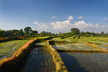 Beautiful rice field in Bali, Indonesia with clear blue sky