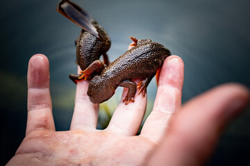 Holding two salamanders