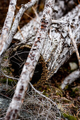 Wooden branches rotting, funghi