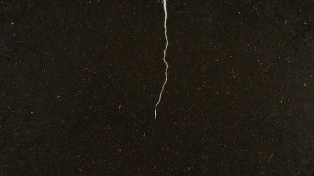 Time lapse of pepper germinating and growing in a rhizobox