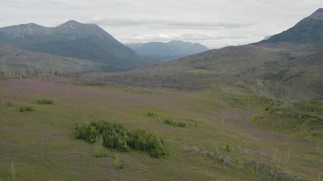 Aerial view of Fireweed flower plant field in mountainside landscape in Alaska along the river in the Kenai peninsula - 4K Drone 