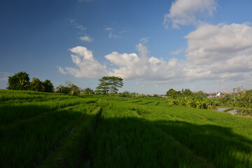 Beautiful rice field in Bali, Indonesia with clear blue sky