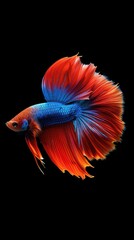 Obraz premium A vibrant red and blue betta fish with flowing fins against a black background.