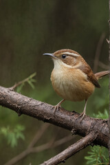 Carolina Wren Perched on a Branch